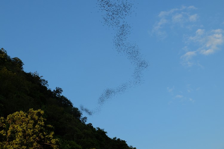 Vleermuizen in Khao Yai Nationaal Park - Thailand